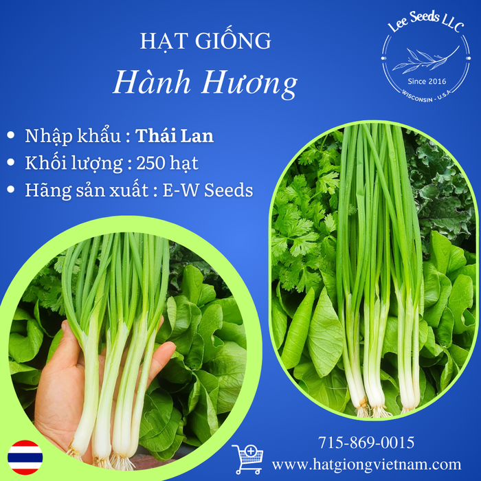 Hạt Giống Hành Hương [ E-W Seeds - Thái Lan ]