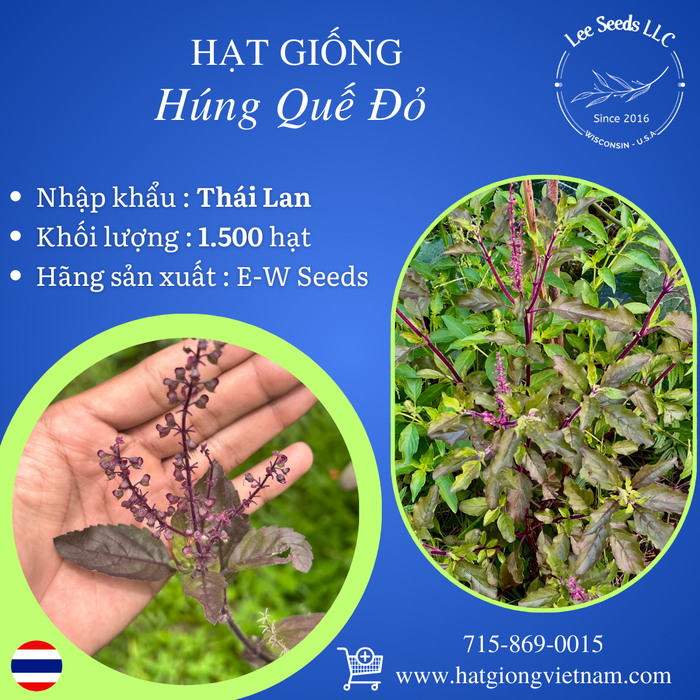 Hạt Giống Húng Quế Đỏ [ E-W Seeds - Thái Lan ]