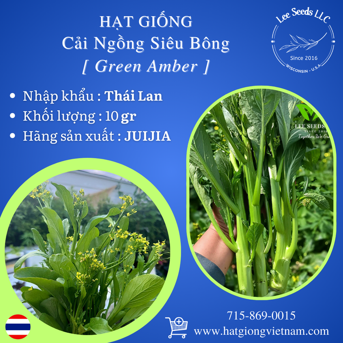 Hạt Giống Cải Ngồng Siêu Bông - Green Amber [ JUIJIA - Thái Lan ]