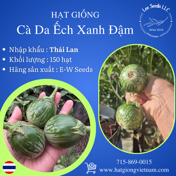 Hạt Giống Cà Da Ếch Xanh Đậm [ E-W Seeds - Thái Lan ]