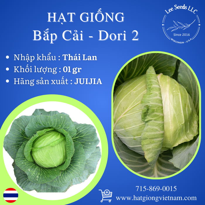Hạt Giống Bắp Cải DORI 2 [ JUIJIA - Thái Lan ]
