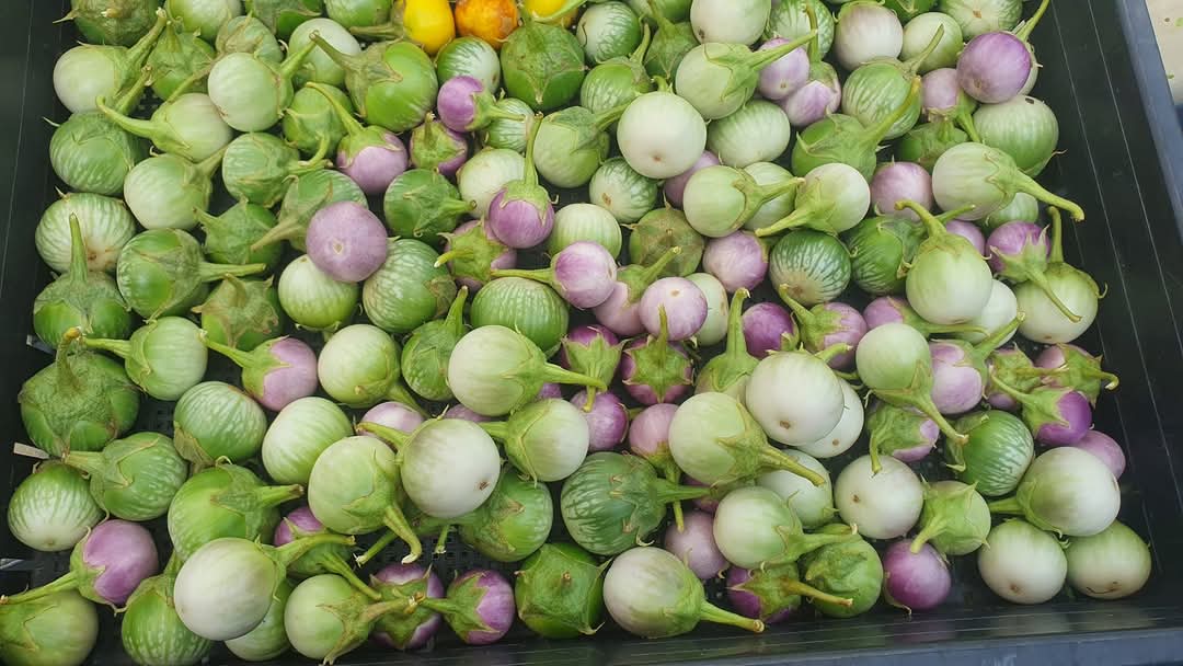 Hạt Giống Cà Các Loại