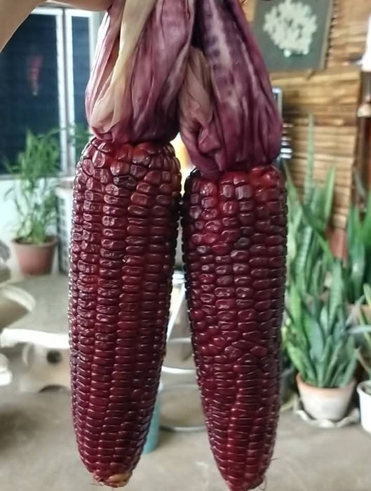 Bắp Nếp Dẻo Ngọc Thái