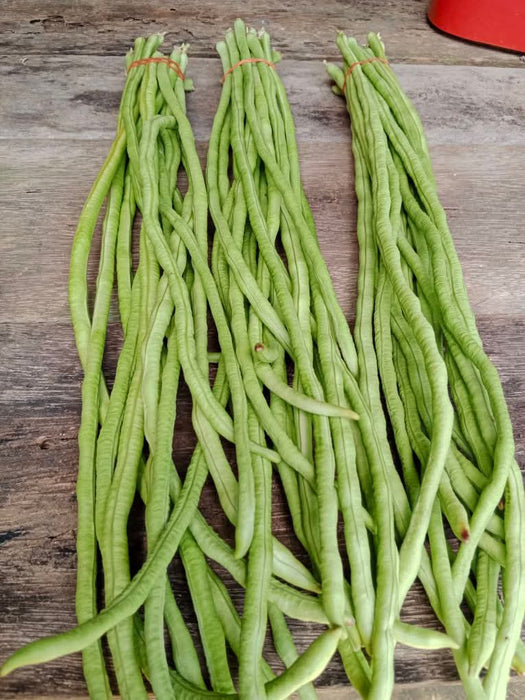 Hạt Giống Đậu Đũa Xanh Cao Sản - JJ Shoyu [ JUIJIA - Thái Lan ]