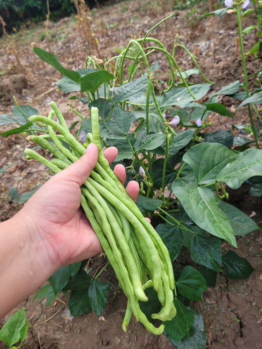 Đậu Đũa Siêu Lùn F1 [ E-W Seeds - Thái Lan ]