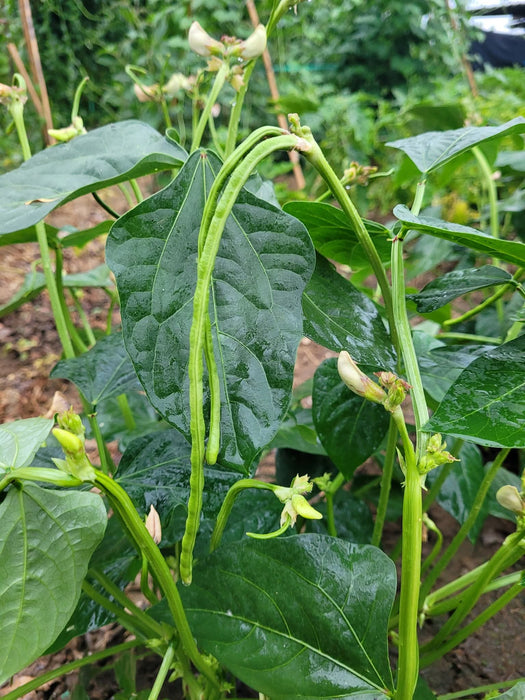 Đậu Đũa Siêu Lùn F1 [ E-W Seeds - Thái Lan ]
