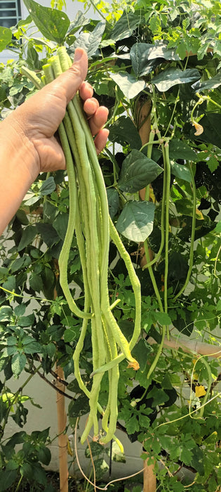 Đậu Đũa Siêu Dài F1 [ E-W Seeds - Thái Lan ]