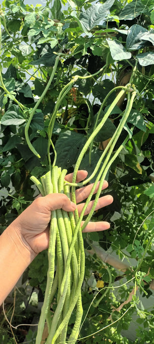 Đậu Đũa Siêu Dài F1 [ E-W Seeds - Thái Lan ]