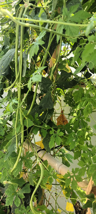 Đậu Đũa Siêu Dài F1 [ E-W Seeds - Thái Lan ]