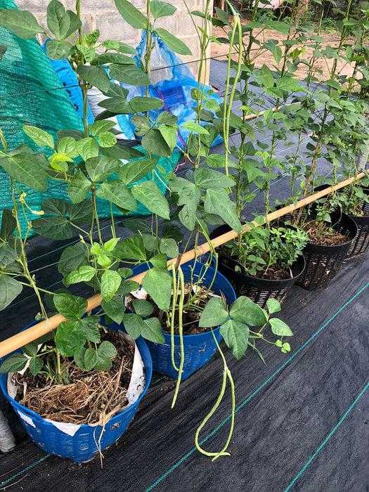 Đậu Đũa Siêu Lùn F1 [ E-W Seeds - Thái Lan ]