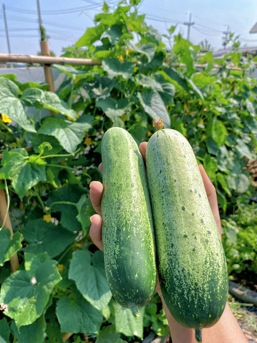 Dưa Leo Lai F1 [ E-W Seeds - Thái Lan ]