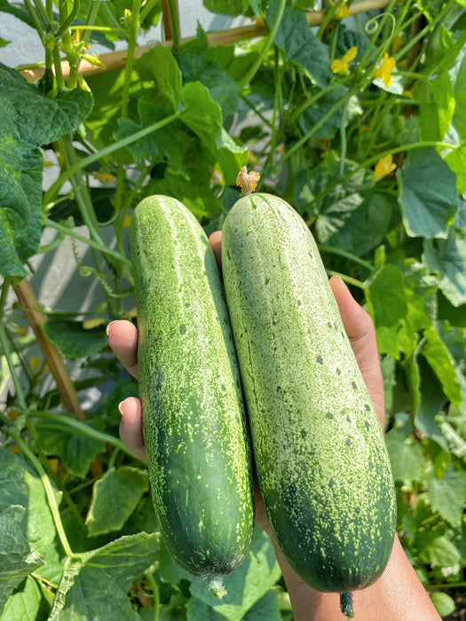 Dưa Leo Lai F1 [ E-W Seeds - Thái Lan ]