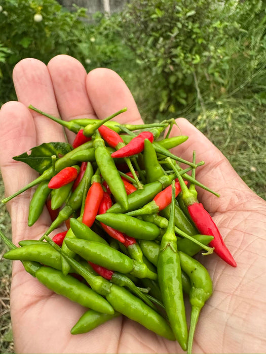 Ớt Xiêm Rừng [ JUIJIA - Thái Lan ]