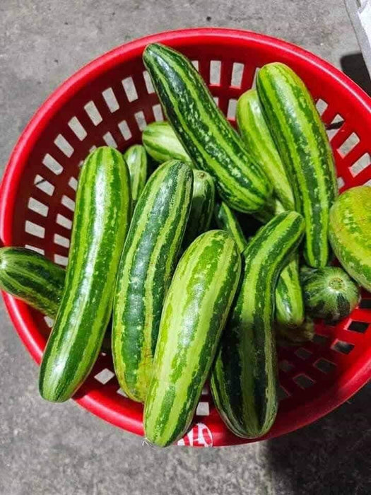Hạt Giống Dưa Chuột Sọc [ E-W Seeds - Thái Lan ]