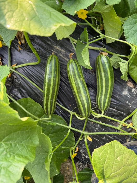 Hạt Giống Dưa Chuột Sọc [ E-W Seeds - Thái Lan ]