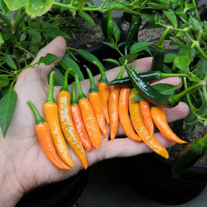 Ớt Sừng Vàng [ Home Garden - Thái Lan ]