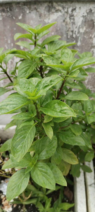 Hạt Giống Húng Quế Lá To - JJ Large Leaf [ JUIJIA - Thái Lan ]