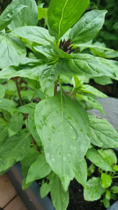 Hạt Giống Húng Quế Lá To - JJ Large Leaf [ JUIJIA - Thái Lan ]