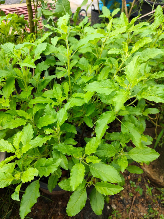 Hạt Giống Húng Quế Trắng [ Holy Basil ] [ E-W Seeds - Thái Lan ]