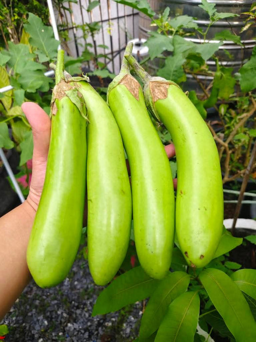 Hạt Giống Cà Xanh Mỡ Trái Dài [ E-W Seeds - Thái Lan ]