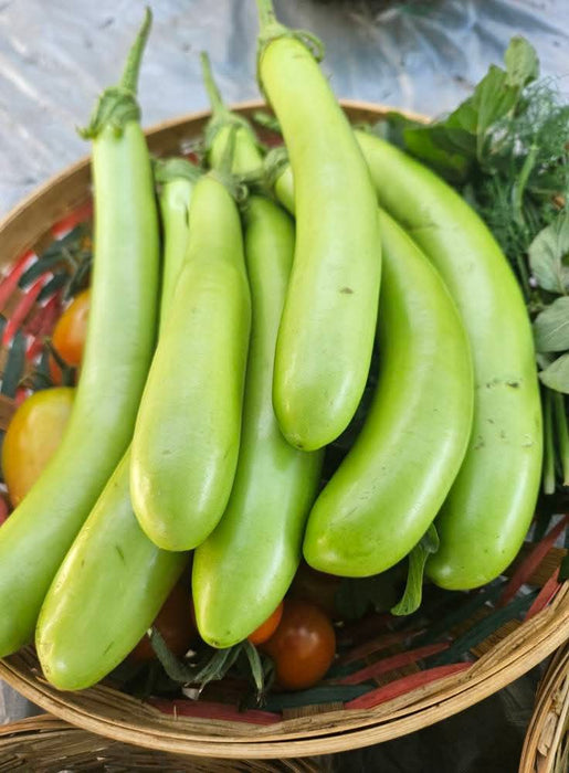 Hạt Giống Cà Xanh Mỡ Trái Dài [ E-W Seeds - Thái Lan ]