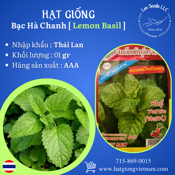 HẠT GIỐNG BẠC HÀ CHANH - LEMON BASIL [ AAA THÁI LAN ]