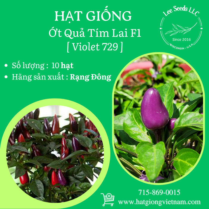 Hạt giống Ớt Quả Tím Lai F1 [ Violet 729 ]