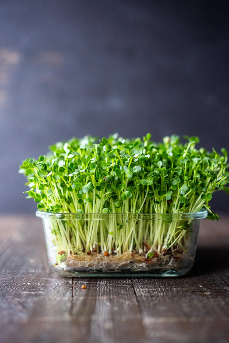 Rau mầm Bông Cải - Broccoli [ 200gr ]