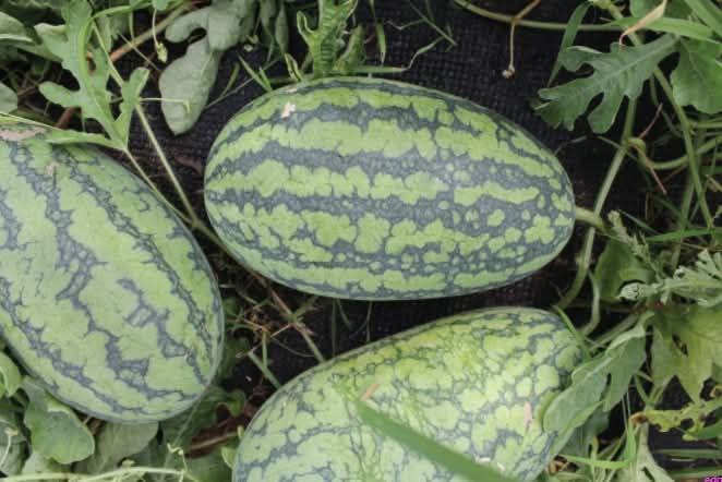 Hạt Giống Dưa Hấu Ruột Vàng Ít Hạt [ E-W Seeds - Thái Lan ]