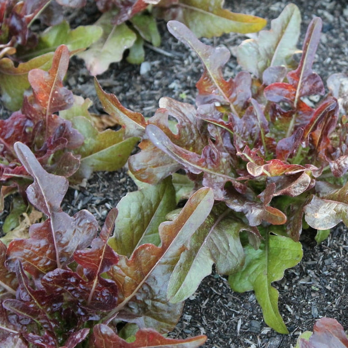 Hạt Giống Xà Lách Red Bowl [ JUIJIA - Thái Lan ]