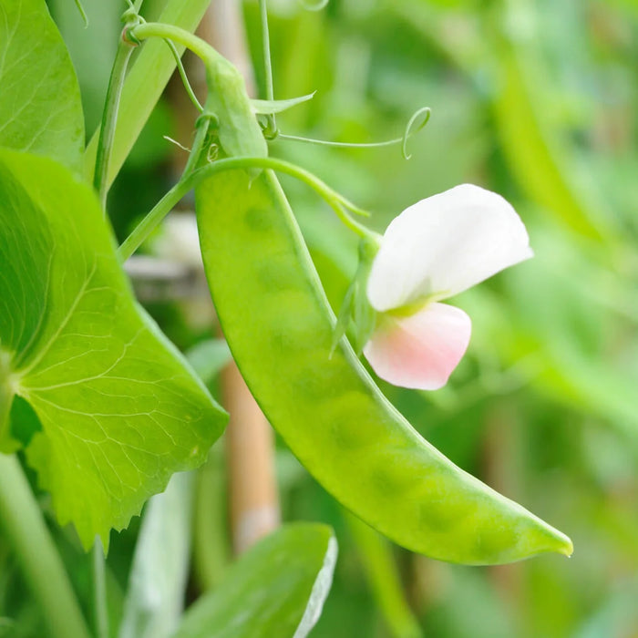 Hạt Giống Đậu Tuyết [ AAA - Thái Lan ]