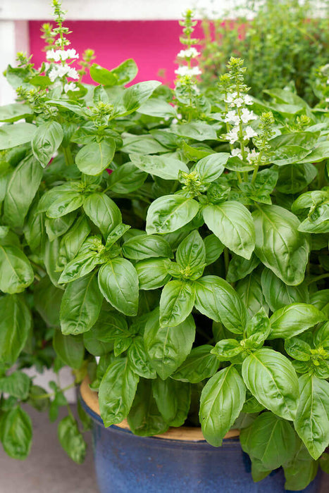 Hạt Giống Húng Quế Tây ( Sweet Basil ) [ AAA - Thái Lan ]