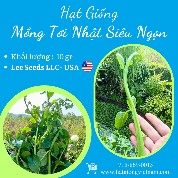Hạt Giống Mồng Tơi Nhật Siêu Ngọn [ 10gr ]