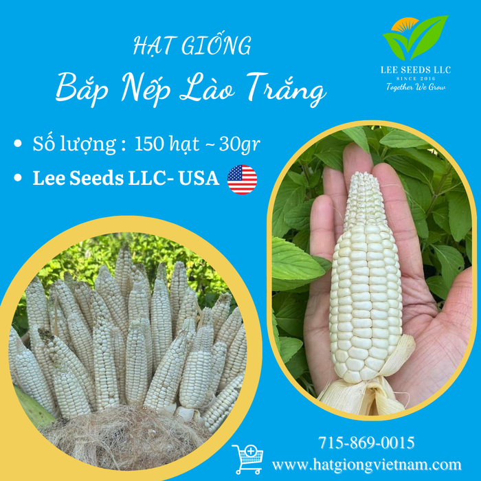 Hạt Giống Bắp Nếp Lào Trắng