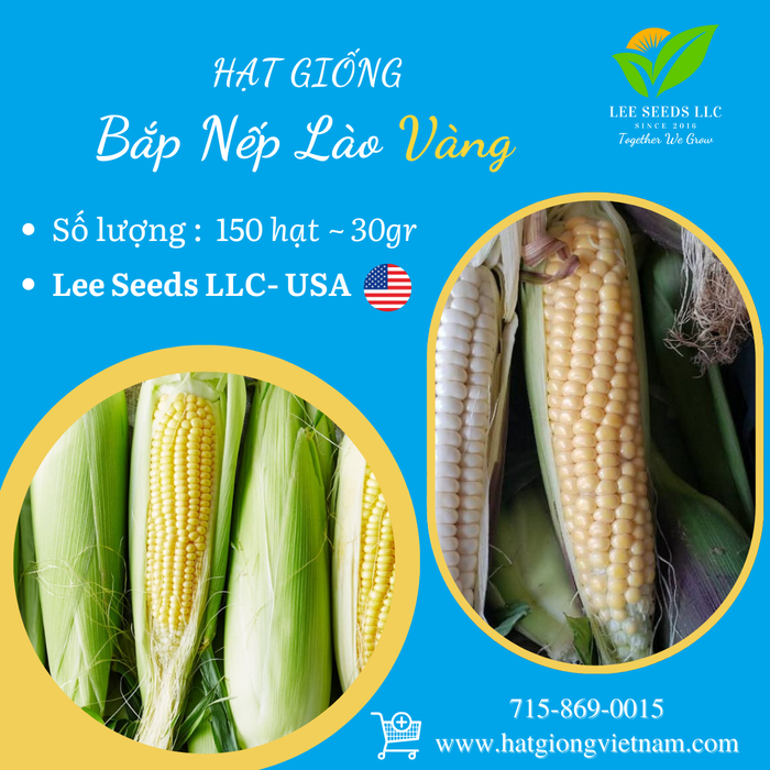 Hạt Giống Bắp Nếp Lào Vàng