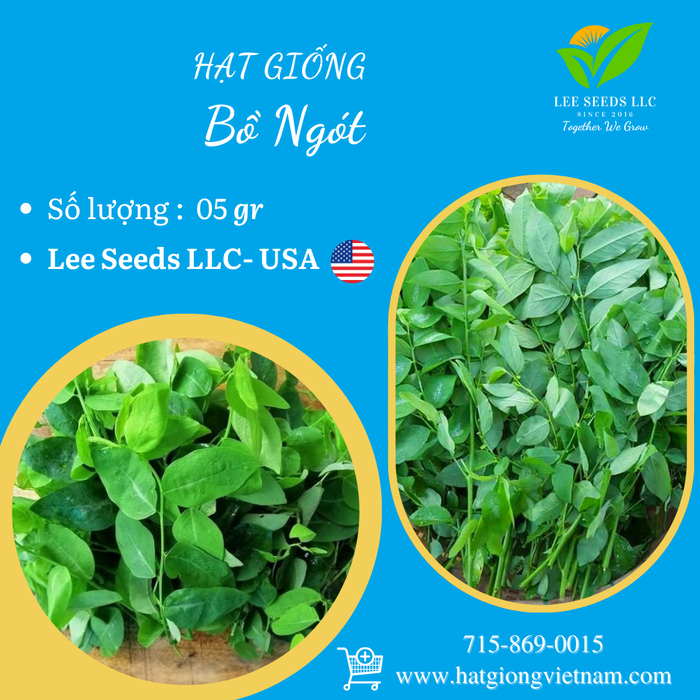 Hạt Giống Bồ Ngót [ Lee Garden ]