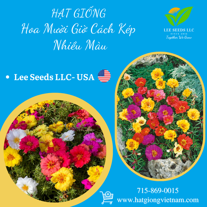 Hoa Mười Giờ Cánh Kép Nhiều Màu [ Lee Seeds LLC ]