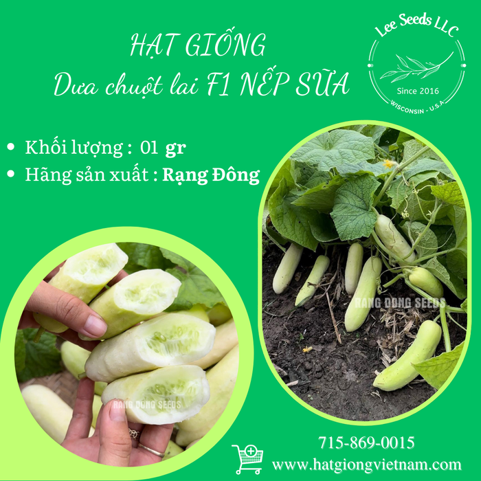 Dưa chuột lai F1 NẾP SỮA