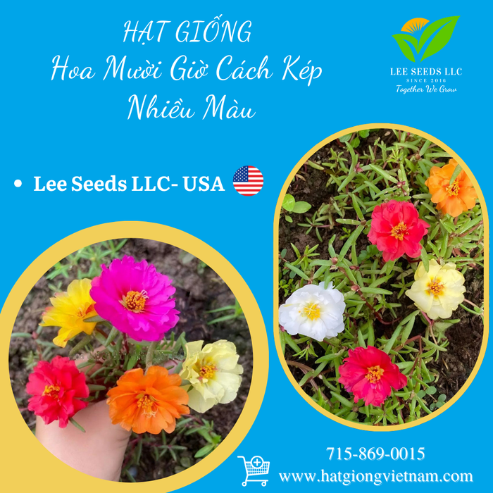 Hoa Mười Giờ Cánh Kép Nhiều Màu [ Lee Seeds LLC ]