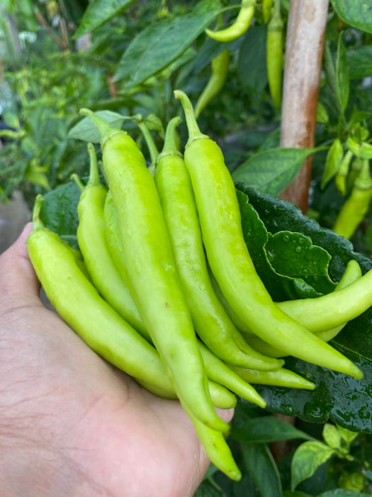 Hạt Giống Ớt Sừng Lai F1 31 [ E-W Seeds - Thái Lan ]