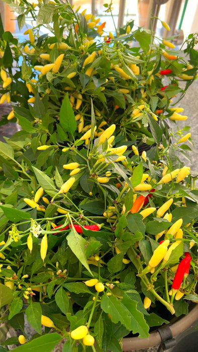 Hạt Giống Ớt Xiêm Siêu Cay [ E-W Seeds - Thái Lan ]