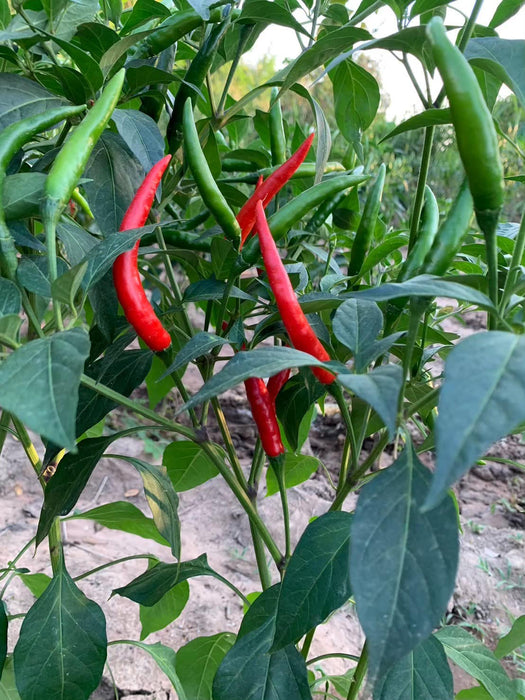Hạt Giống Ớt Chỉ Thiên Siêu Cay [ Home Garden - Thái Lan ]