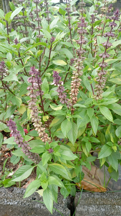 Hạt Giống Húng Quế Lá Nhỏ [ E-W Seeds - Thái Lan ]