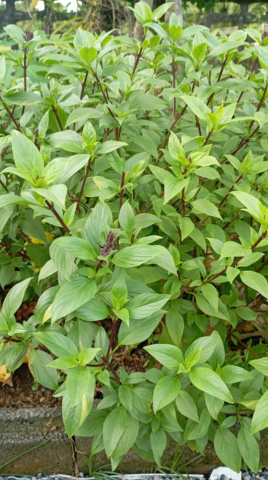 Hạt Giống Húng Quế Lá Nhỏ [ E-W Seeds - Thái Lan ]