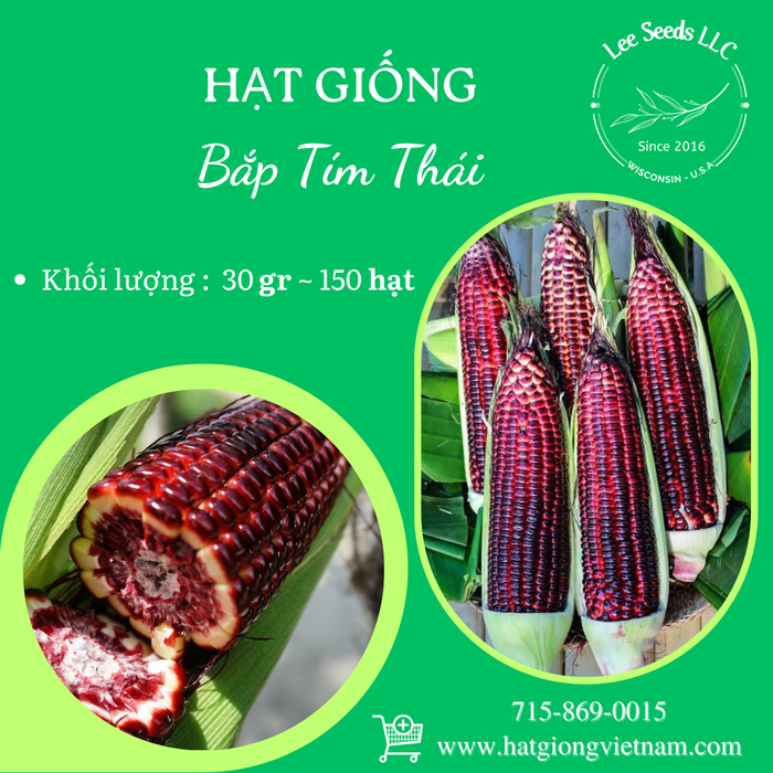 Bắp Tím Thái