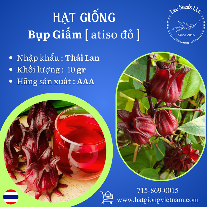 Hạt Giống Bụp Giấm [ AAA - Thái Lan ]