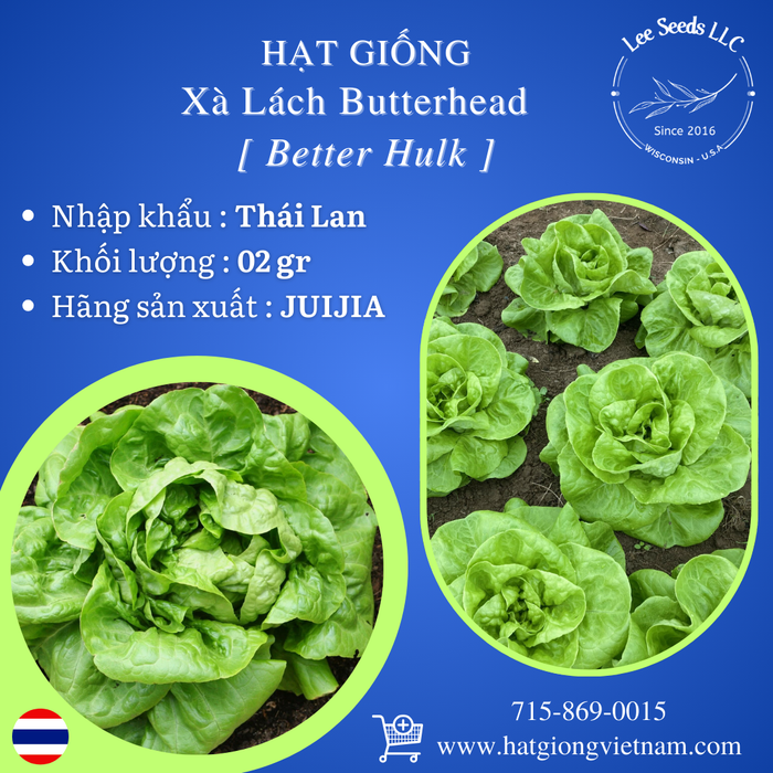Hạt Giống Xà Lách Butterhead - Better Hulk [ JUIJIA - Thái Lan ]