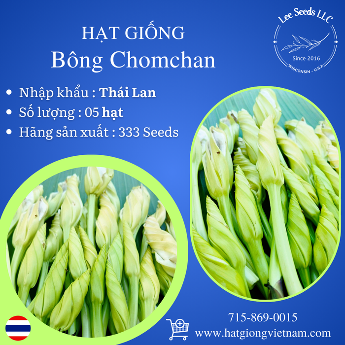 Hạt Giống Bông Chomchan  [ 333 Seeds - Thái Lan ]