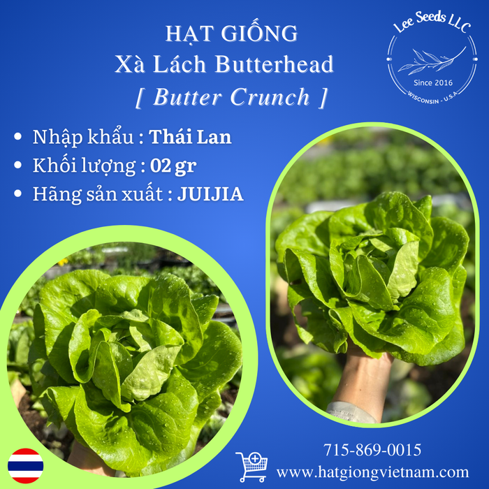 Hạt Giống Xà Lách Butterhead - Butter Crunch [ JUIJIA - Thái Lan ]
