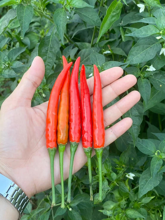Hạt Giống Ớt Chỉ Thiên Siêu Cay Lai F1 [ E-W Seeds - Thái Lan ]